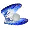 Load image into Gallery viewer, A blue clam shell