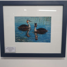 Load image into Gallery viewer, Great Crested Grebes framed print