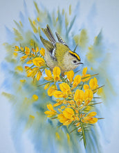 Load image into Gallery viewer, Goldcrest on Gorse Framed print