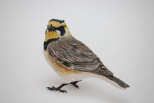Load image into Gallery viewer, Shore lark