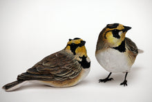 Load image into Gallery viewer, Shore lark