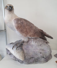 Load image into Gallery viewer, Osprey By Mari-Anne Hall