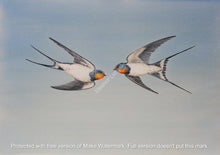 Load image into Gallery viewer, A pair of swallows framed print