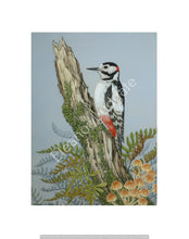 Load image into Gallery viewer, Great spotted Woodpecker Signed Framed Print