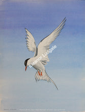 Load image into Gallery viewer, Hovering tern Framed print