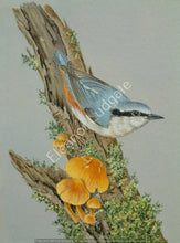Load image into Gallery viewer, Nuthatch signed Framed print