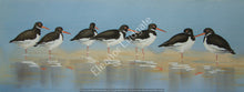 Load image into Gallery viewer, Oystercatchers signed print