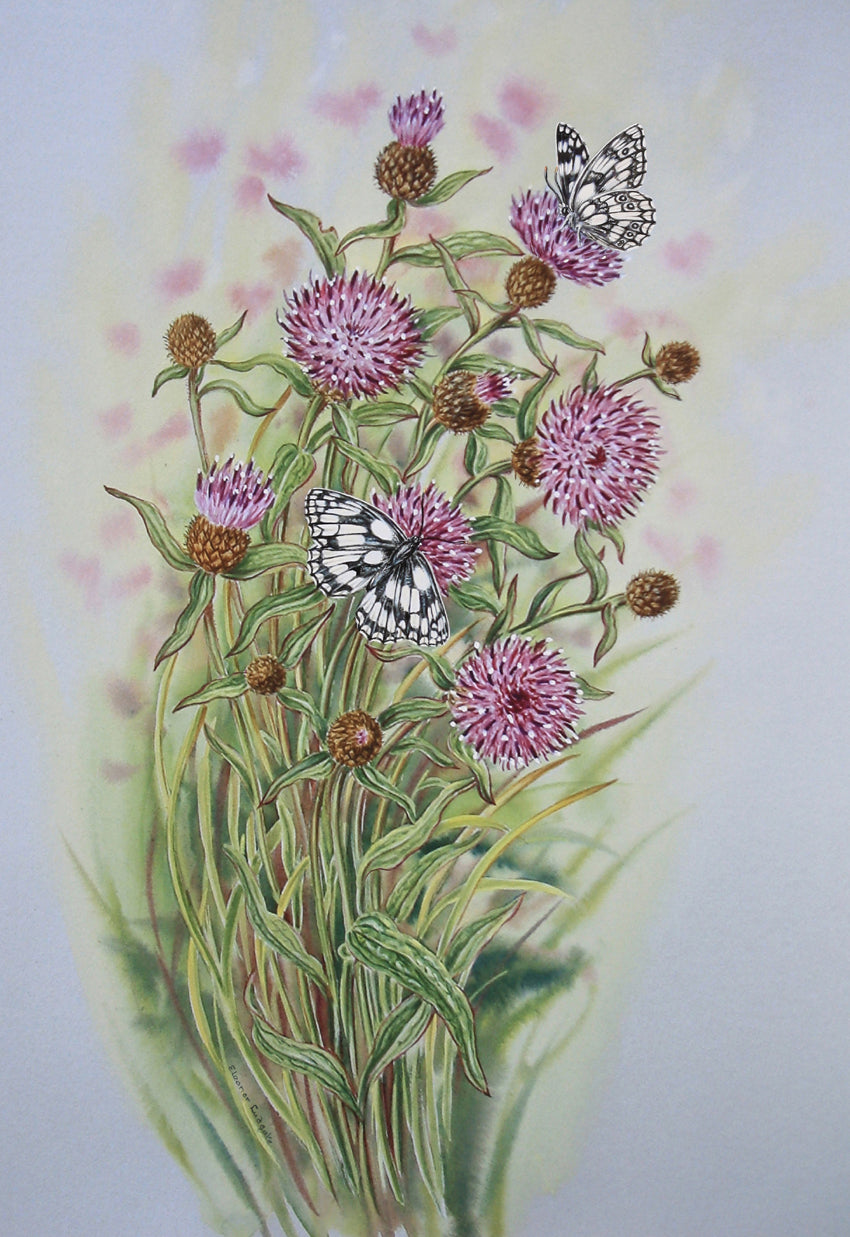 MARBLED WHITE BUTTERFLIES AND BLACK KNAPWEED PRINT