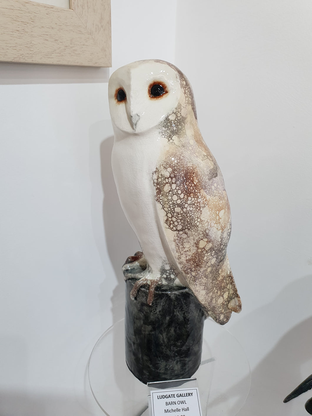Barn owl by Michelle Hall