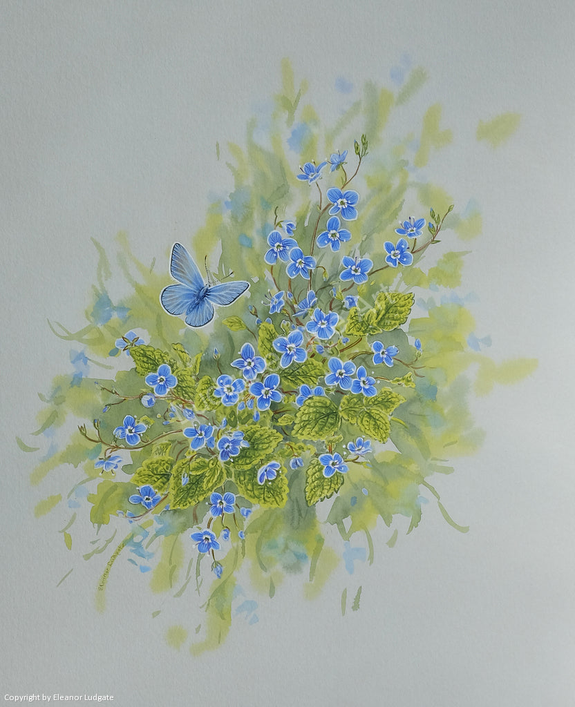 Common Blue Butterfly Print