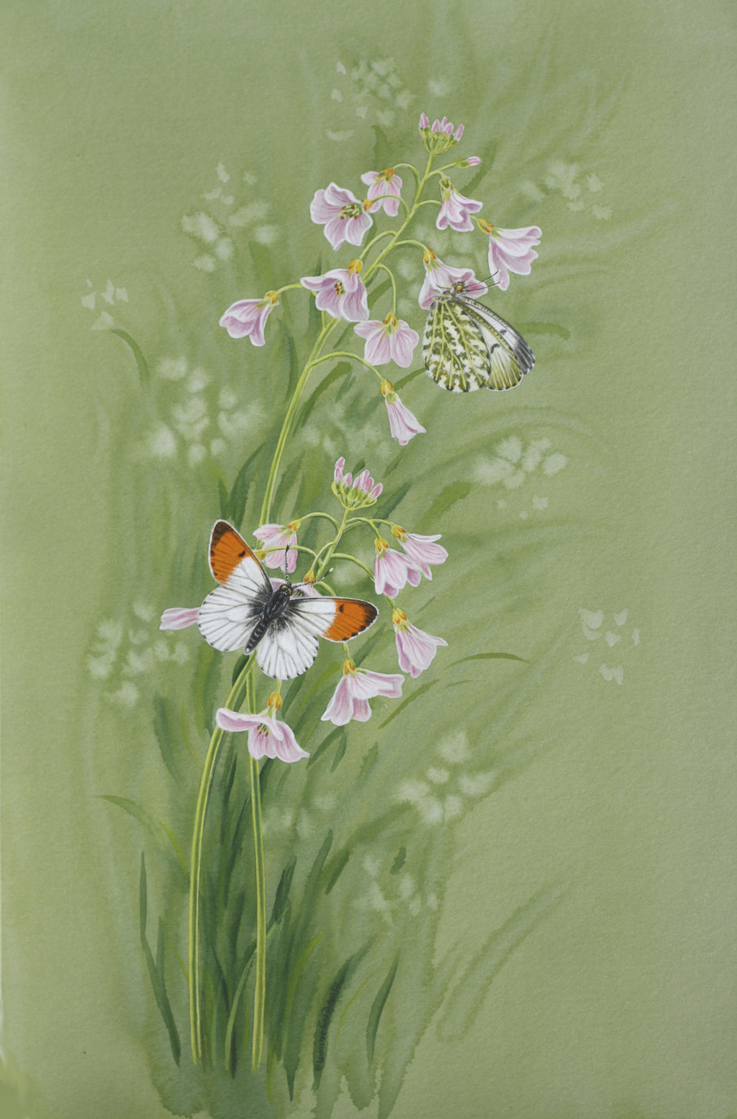 Orange Tip Butterfly mounted print