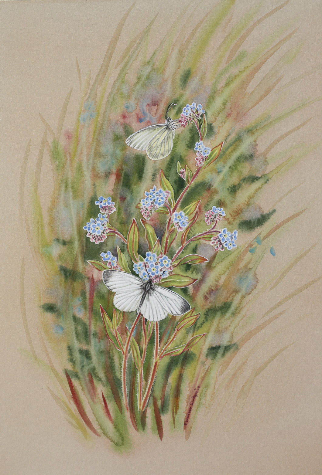 Wood White Butterfly Print