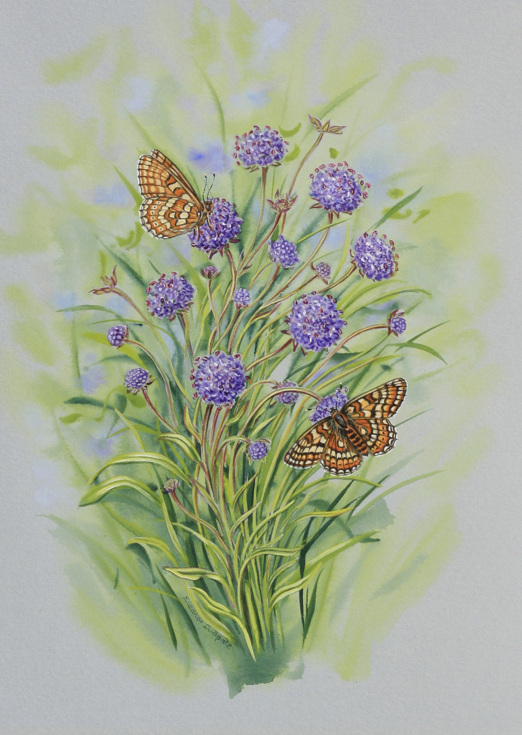 Marsh Fritillary Butterfly Signed Print