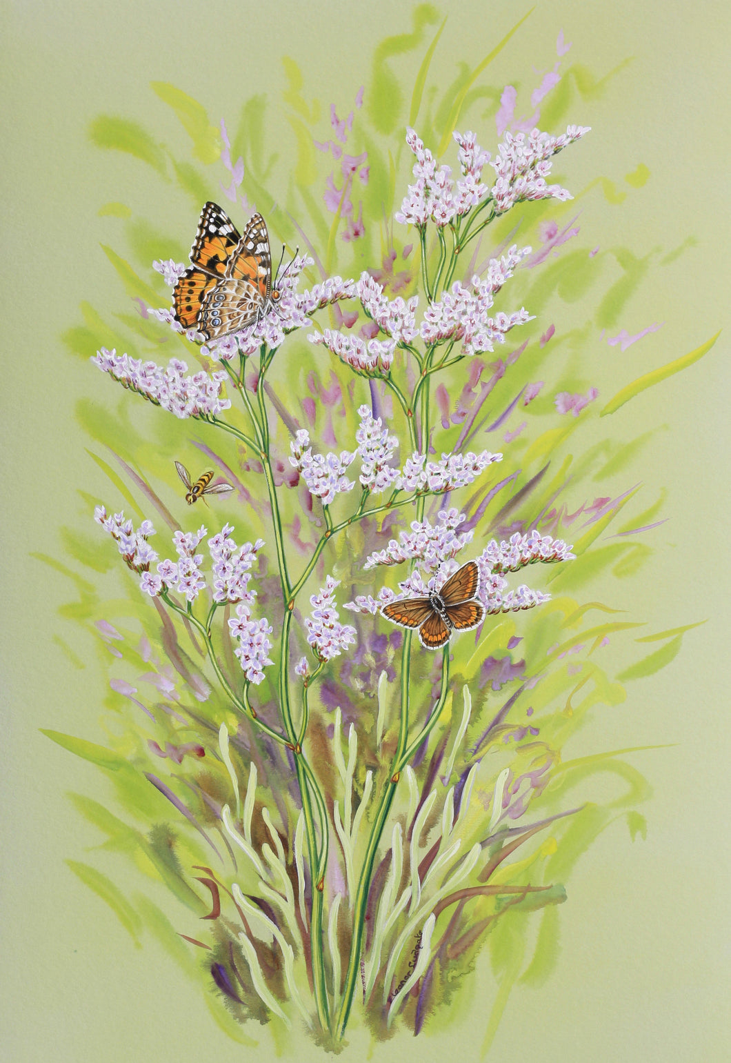 Painted lady & Brown Argus butterfly print