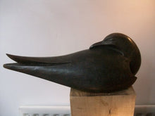 Load image into Gallery viewer, Sleeping Tern by Paul Harvey
