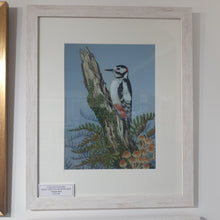 Load image into Gallery viewer, Great spotted Woodpecker Signed Framed Print
