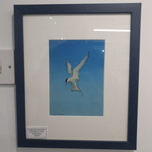Load image into Gallery viewer, Hovering tern Framed print
