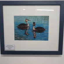 Load image into Gallery viewer, Great Crested Grebes framed print
