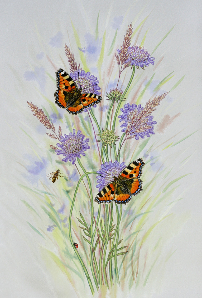 Small Tortoishell on Scabious signed print