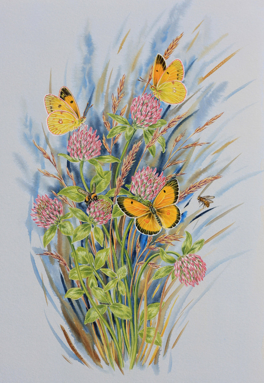 CLOUDED YELLOW BUTTERFLIES ON CLOVER PRINT