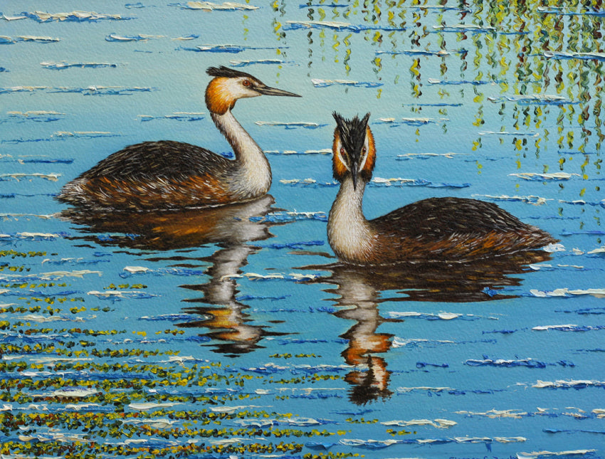 Great Crested Grebes framed print