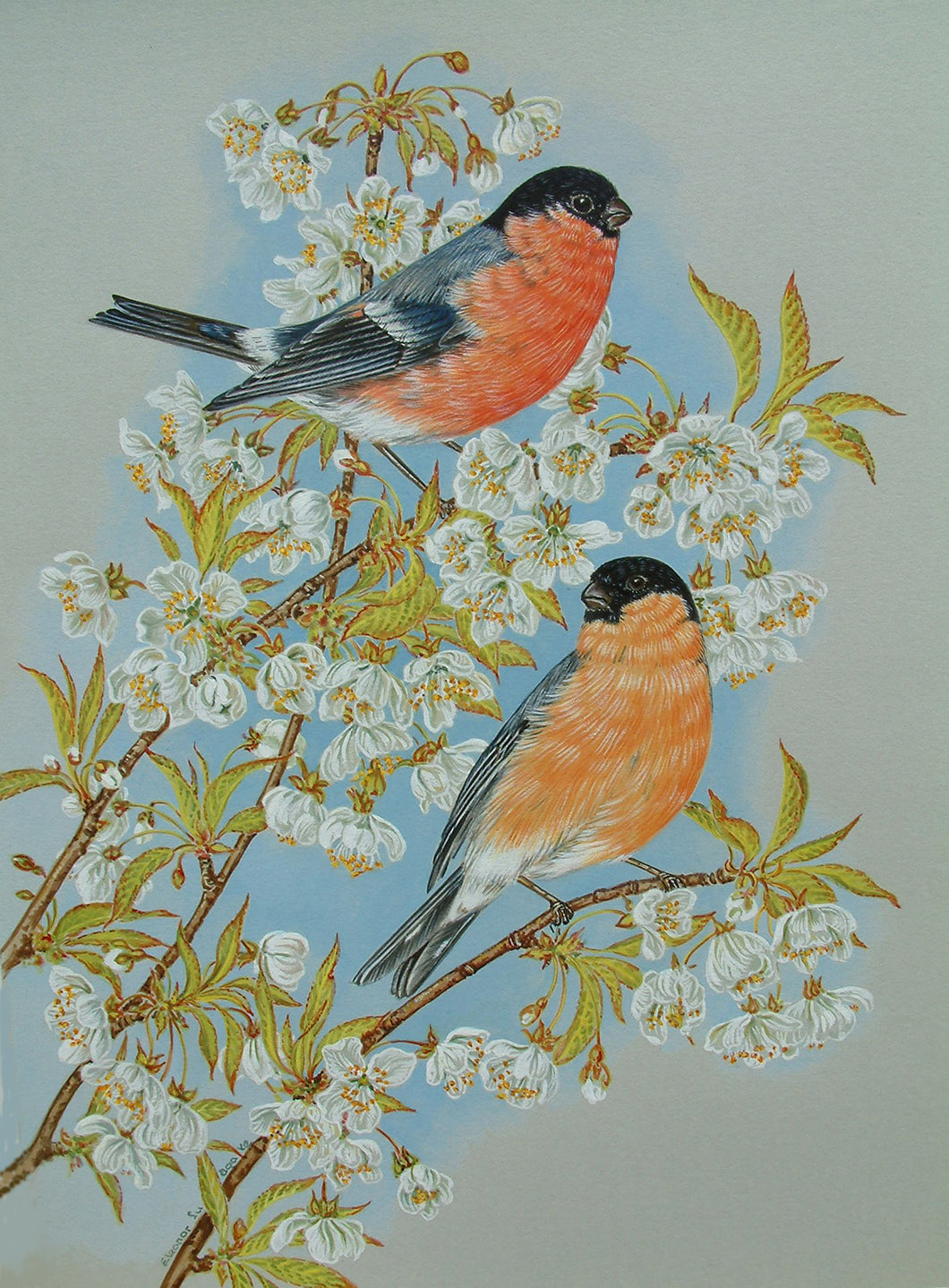 Bullfinches on Cherry blossom Framed print