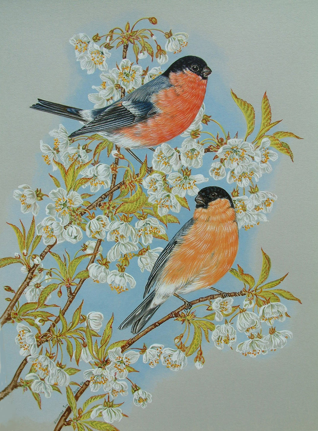 Bullfinches on Cherry blossom Mounted print