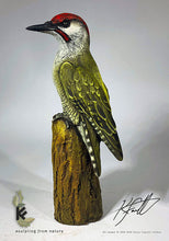 Load image into Gallery viewer, Green Woodpecker
