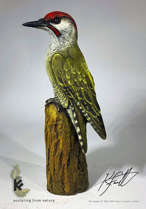 Green Woodpecker