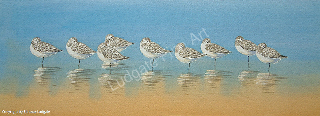 Sleeping Sanderlings signed print