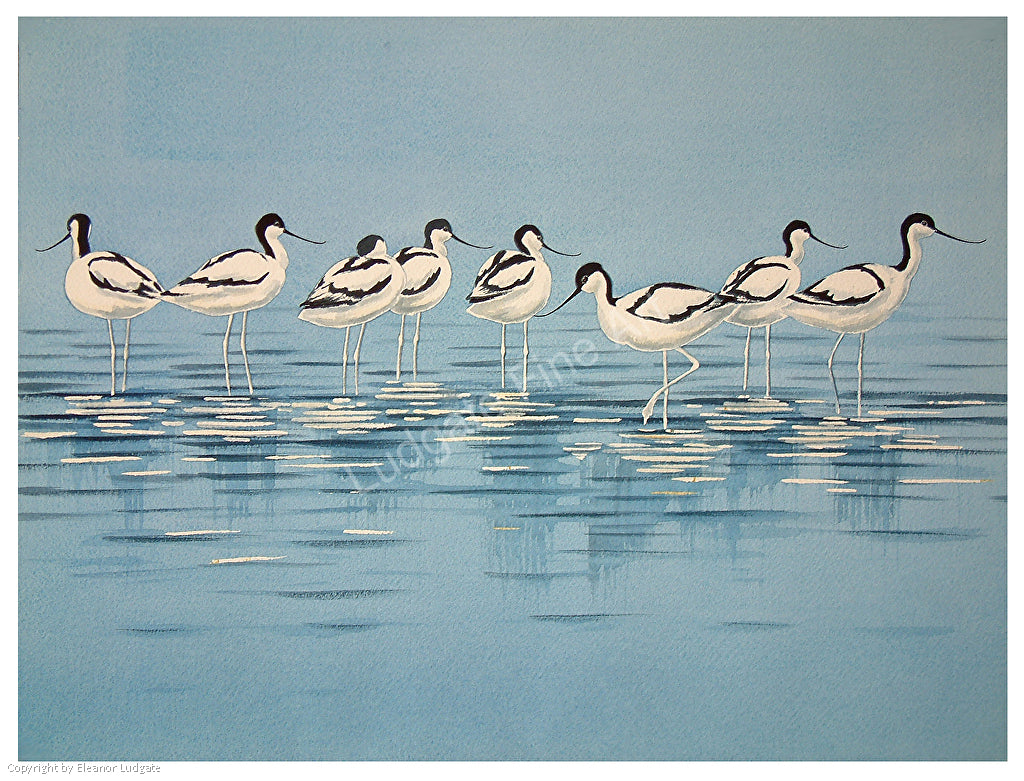 Avocets signed print