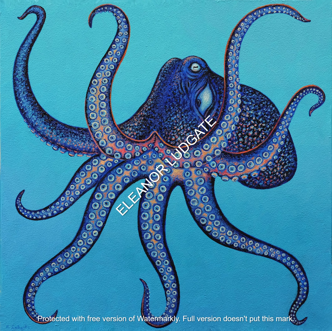Beautiful Octopus Limited framed print