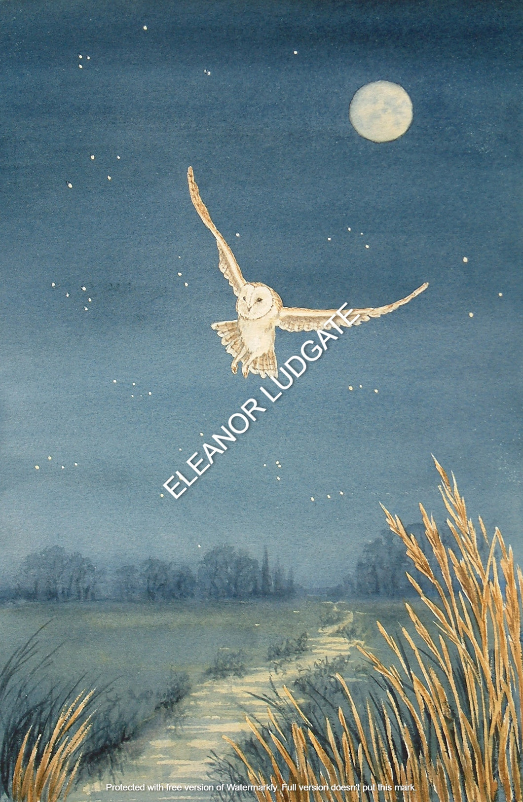 Owl hunting in Moonlight Framed print