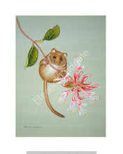 Load image into Gallery viewer, Dormouse on Honeysuckle signed print
