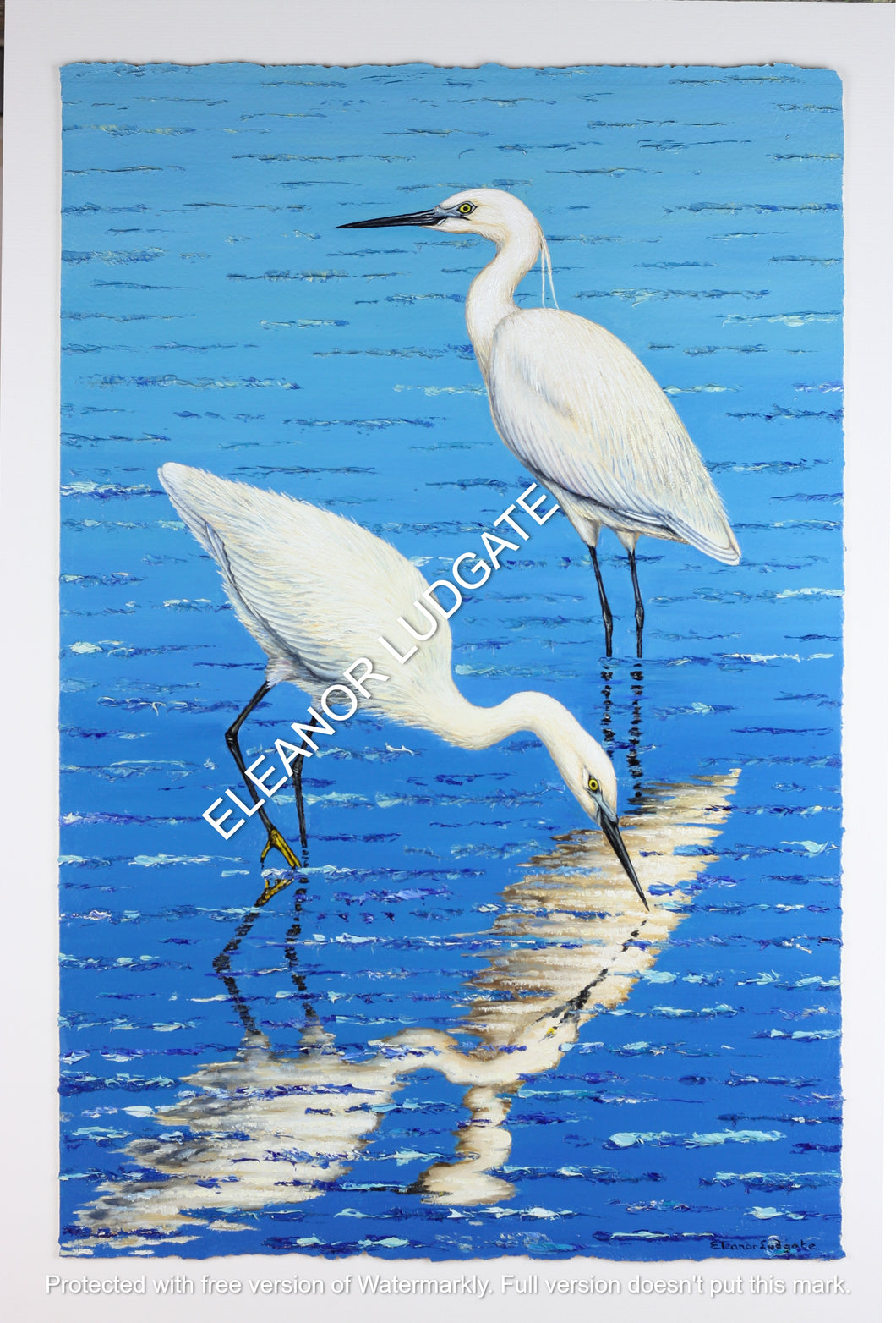 Little Egrets LTD signed framed print