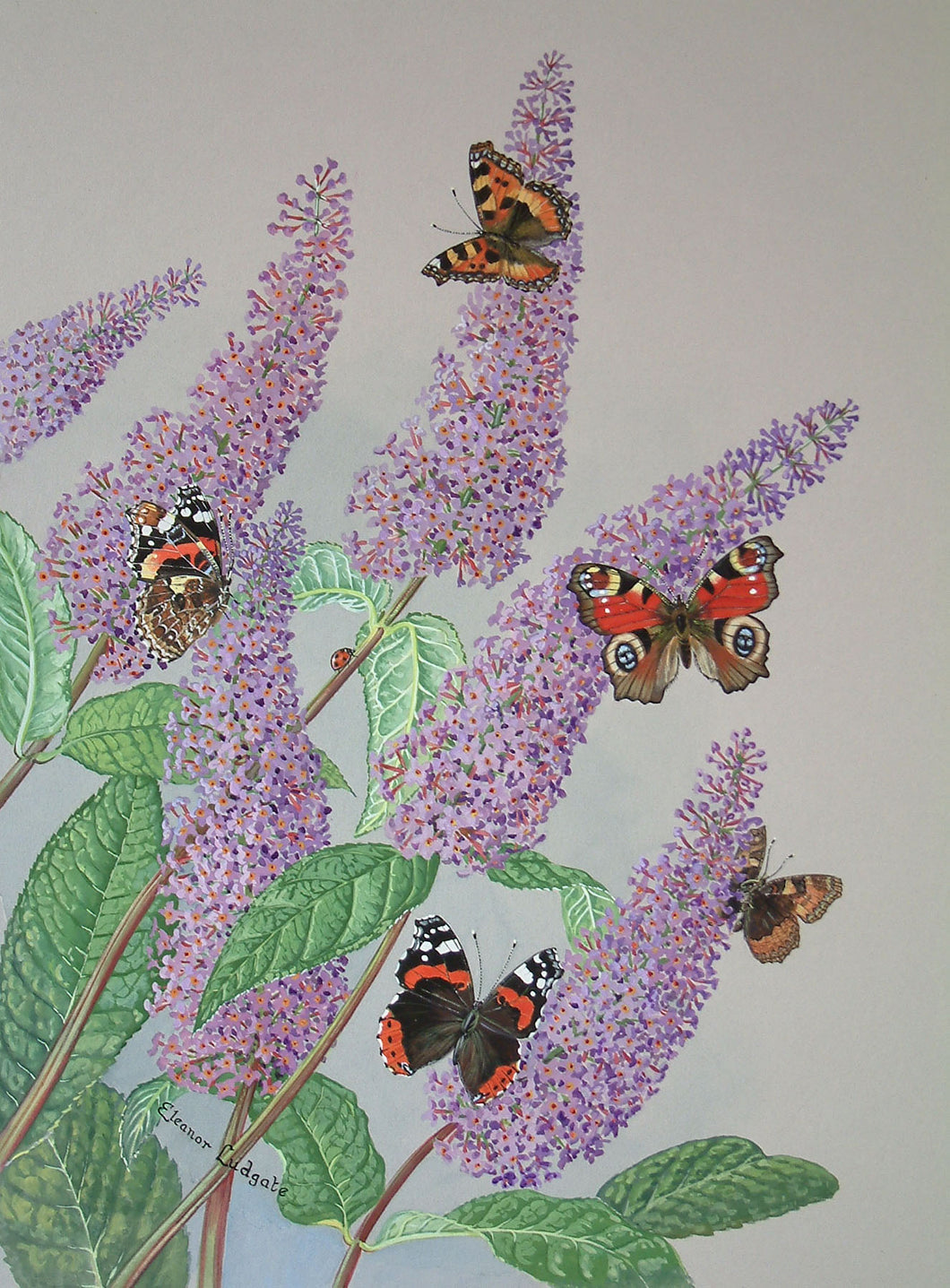 Butterflies on Buddleia signed framed print