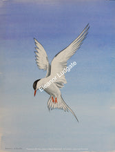 Load image into Gallery viewer, Hovering tern Framed print
