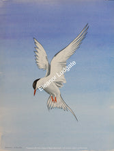 Load image into Gallery viewer, Hovering tern Original Framed painting
