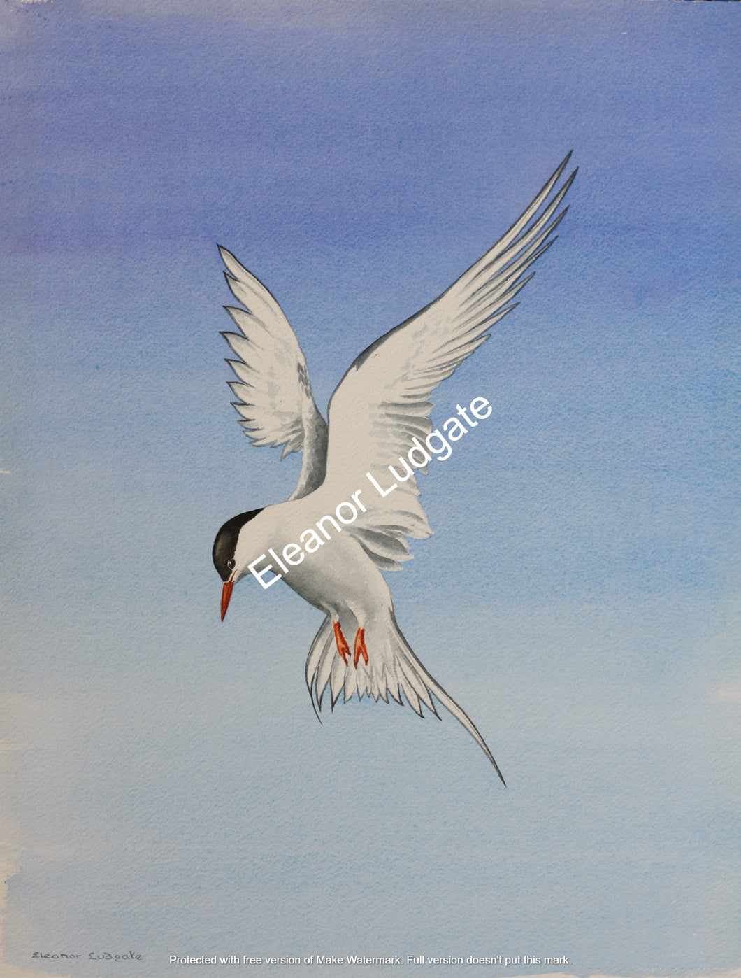 Hovering tern Original Framed painting