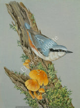 Load image into Gallery viewer, Nuthatch signed print
