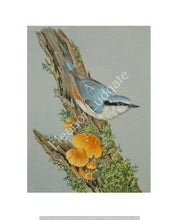 Load image into Gallery viewer, Nuthatch signed print
