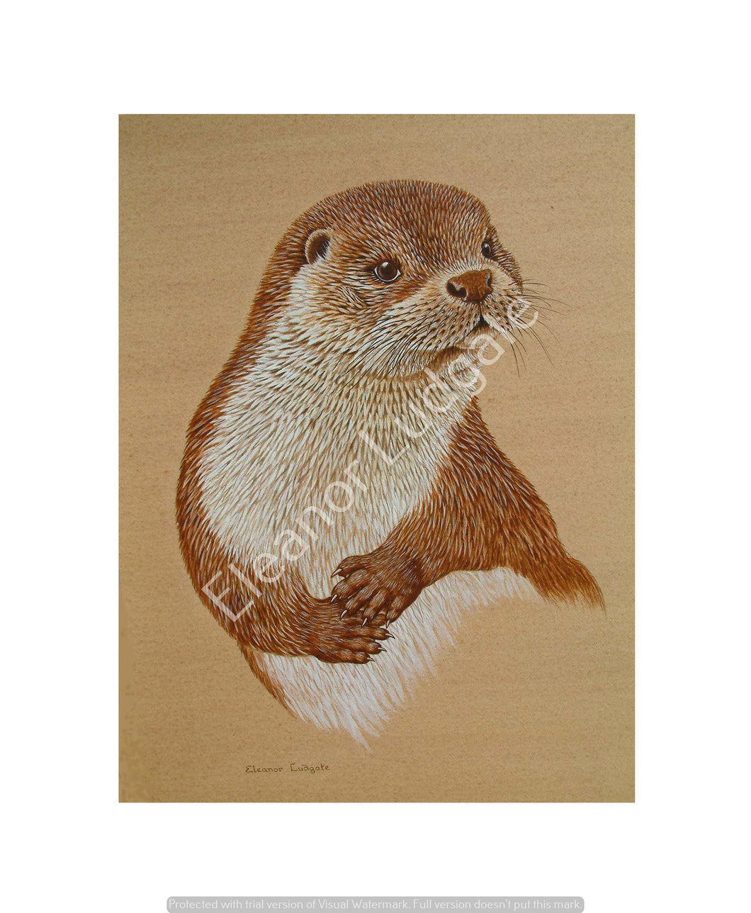 Otter signed print