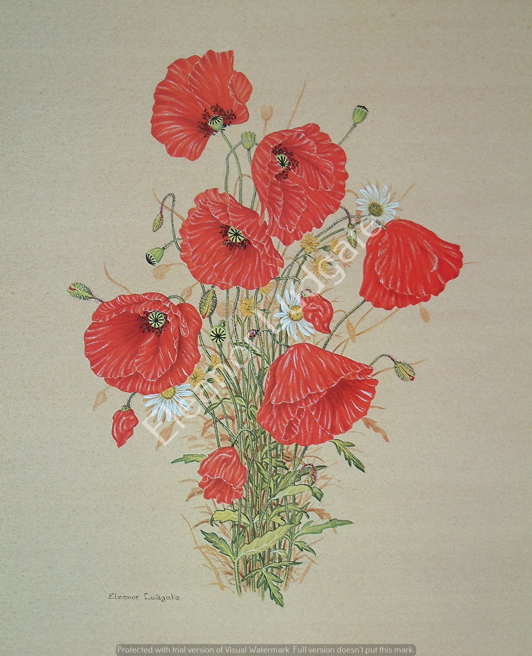 Poppies signed print