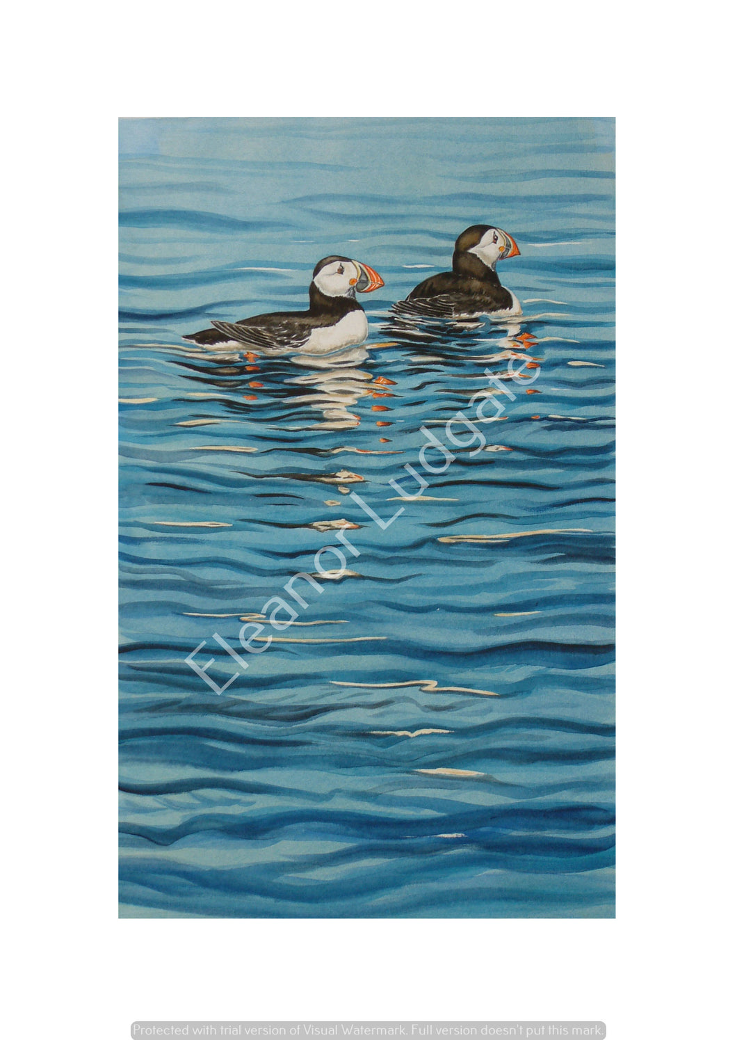 Puffins signed print