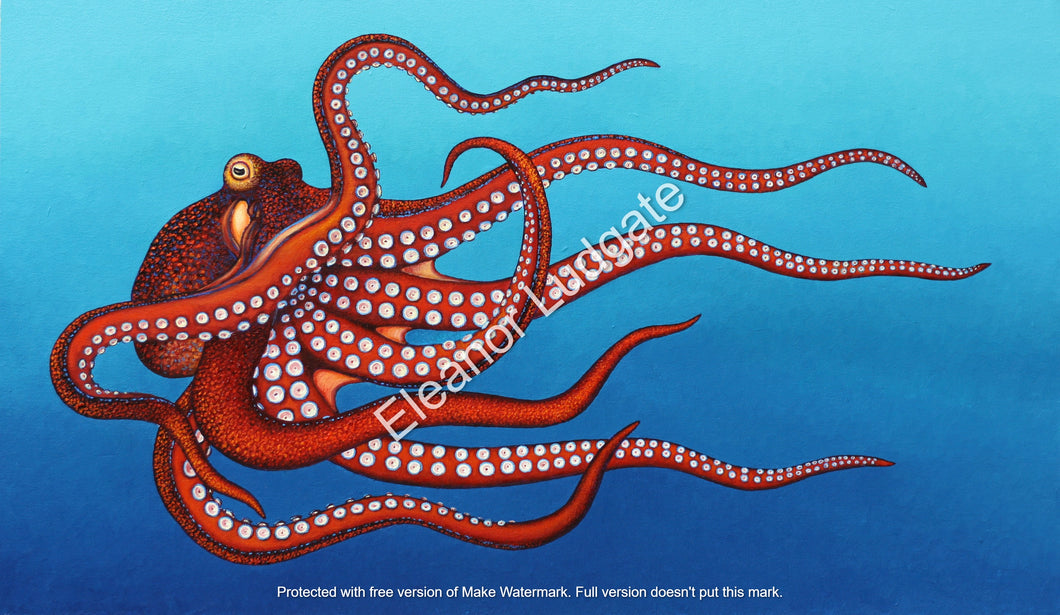 Red Octopus Limited Framed Print