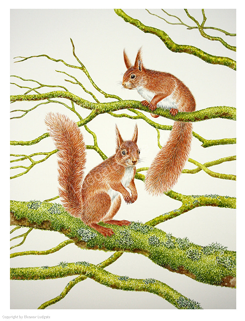 Red Squirrels signed limited framed print