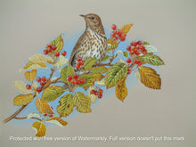 Load image into Gallery viewer, Song Thrush signed framed print
