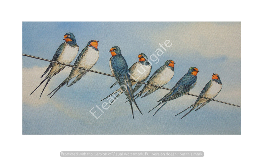 Swallows Signed Print