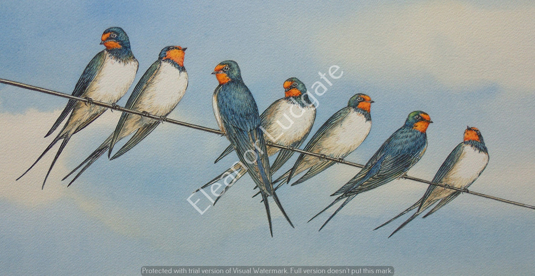 Swallows 7  Limited edition framed print.