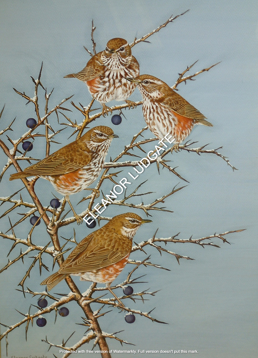 Winter Visitors limited Framed Print